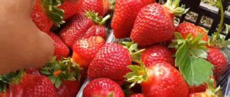 Клубника: сорта, выращивание