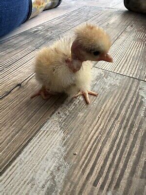 Naked Neck Turken Chicken Purebred Hatching Eggs New Listing Ebay