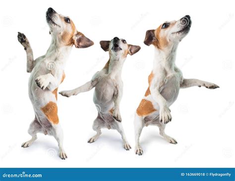 Perros Bailando