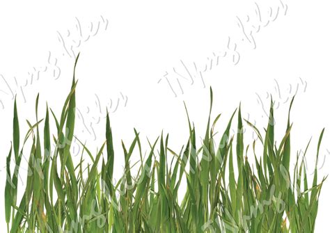 PNG GRASS Cutting Photoshop file Download discount coupons