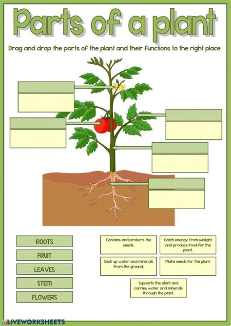 Parts Of A Plant Worksheet Live Worksheets Worksheets Library