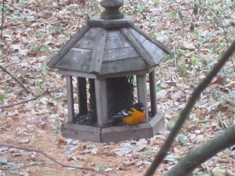 Baltimore Oriole - FeederWatch