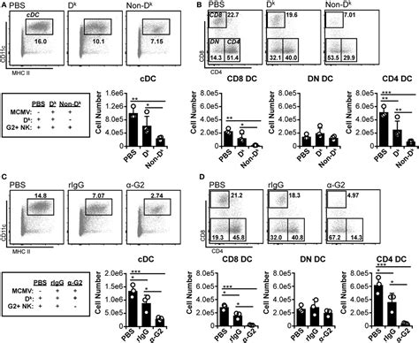 Frontiers Murine Cytomegalovirus Disrupts Splenic Dendritic Cell