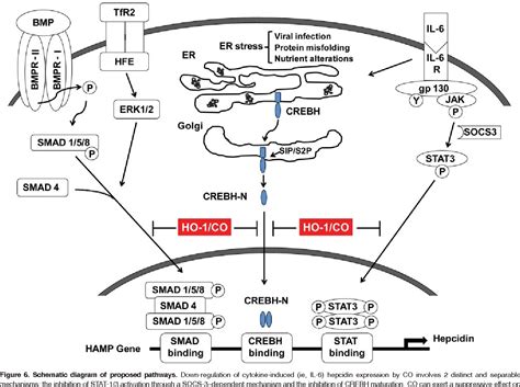 Figure From Pretreatment With Co Releasing Molecules Suppresses