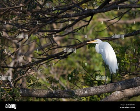 Nicaragua birds hi-res stock photography and images - Alamy