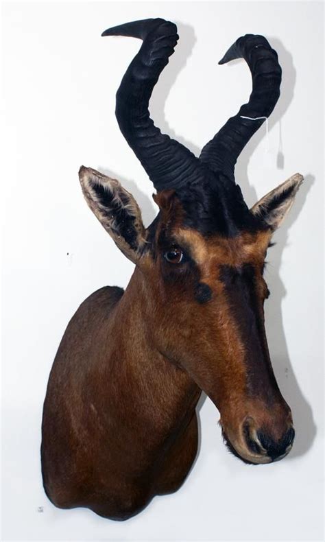 Blesbuck Antelope Taxidermy - 97cm Height - Natural History - Industry ...