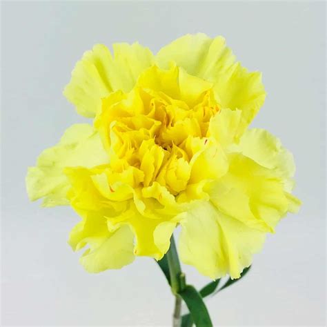 Carnations - Their Meaning, History and Care - Article onThursd