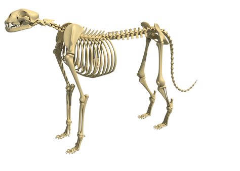 Cheetah Skeleton Animal 3D - TurboSquid 1240047