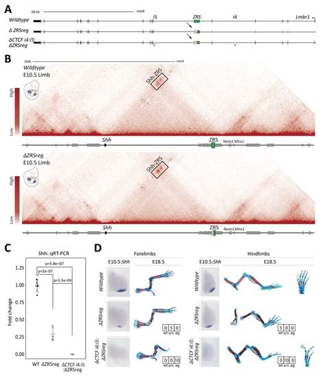 Ctcf Binding Site Deletions On A Hypomorphic Background Lead To Shh