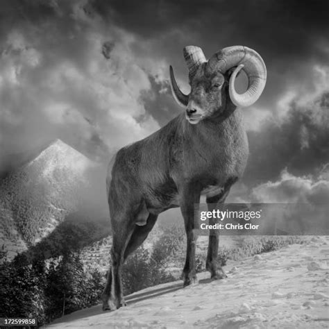 Mountain Rams Photos And Premium High Res Pictures Getty Images