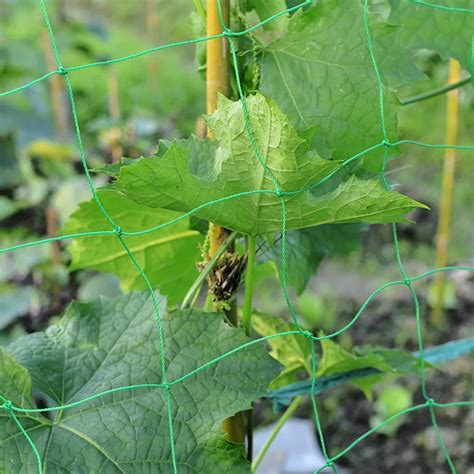 Tuteur Plante Filet De Jardin En Nylon Loofah Haute Qualit Pour Fleurs