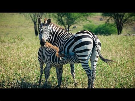 Interesting Facts About Zebras YouTube