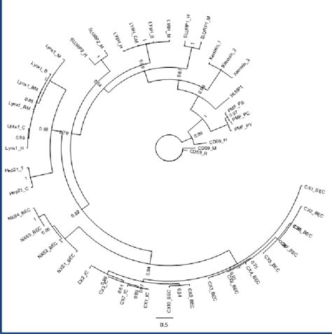 Bayesian Phylogenetic Analysis Of Various Snake Venom Toxin Proteins