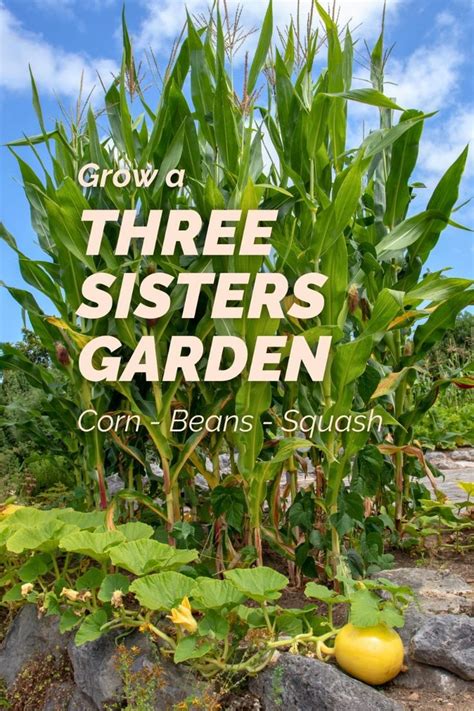 grow   sisters garden corn beans squash garden