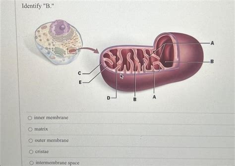 Solved Identify "B." inner membrane matrix outer membrane | Chegg.com