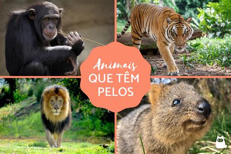 Animais Que T M Pelos Caracter Sticas E Exemplos