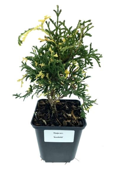 Leenders Plants Bv Thuja Occ Konfettii