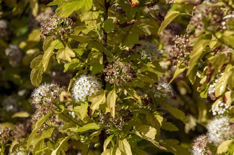 How to Grow and Care for Ninebark Shrub