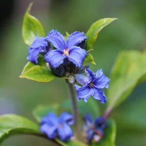 Perennial Clematis Cassandra 1l Fruttii Shop