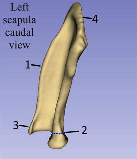 Left Scapula Caudal View Diagram Quizlet