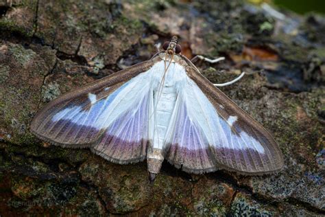 Box Tree Moth Cydalima Perspectalis Quite A Cool Clear N Flickr