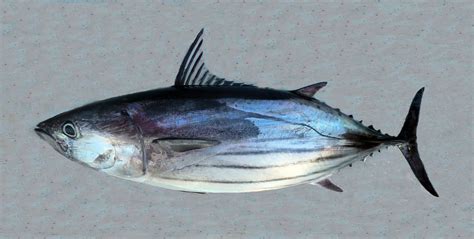 Skipjack Tuna | Mexican Fish.com