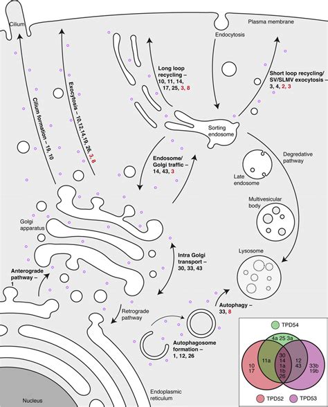 Invs Participate In Multiple Trafficking Pathways Schematic