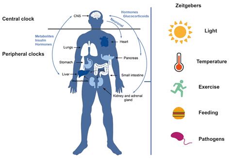 Cancers Free Full Text Chronotherapy Circadian Rhythms And Their Influence In Cancer Therapy