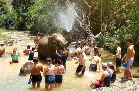 Chiang Mai Elephant Jungle Sanctuary Guide - Trazy Blog