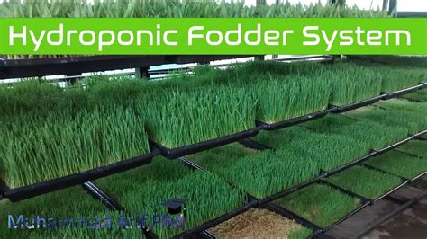 Making Of Hydroponic Fodder System Youtube