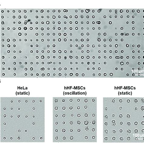 Single Cell Patterning On Pmma A Brightfield Microscopy Image Of Download Scientific Diagram