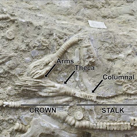 Crinoidea columnals with traces of human modification (indicated by ...