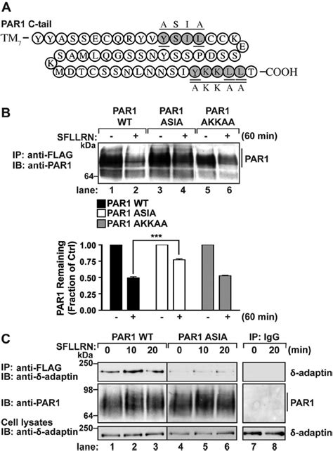 A Par Proximal Tyrosine Based Motif Mediates Ap Interaction A A