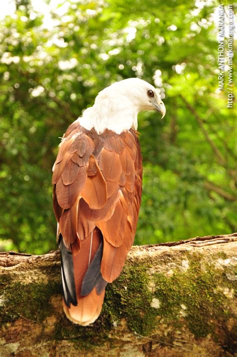 Philippine Eagle Center - Philippines Tour Guide