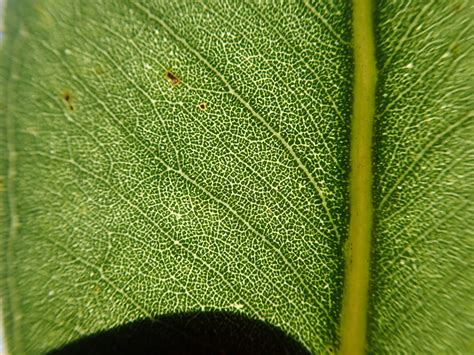 Eucalyptus Fibrosa Subsp Fibrosa Leaf Oil Glands Nc1 2 Flickr