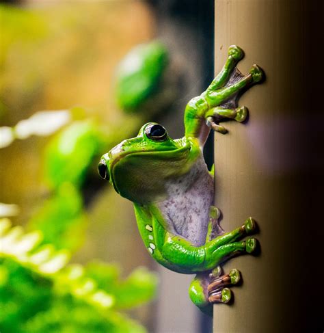 300,000+ Free Rainforest Animals & Rainforest Images - Pixabay