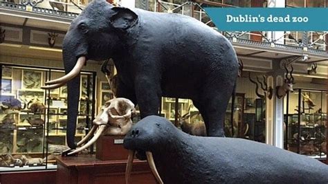 The Dead Zoo Of Dublin Ireland Natural History Museum Visit Dublin