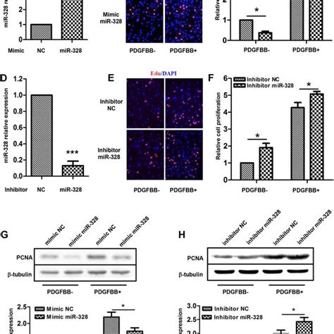 MiR 328 Inhibits PASMCs Proliferation The Relative Expression Of