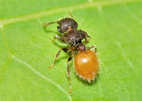 Yellow Shield Ant Meranoplus Sp