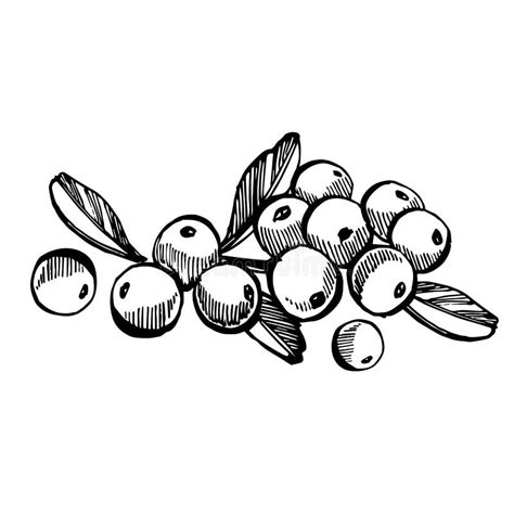 Hand Drawn Sketch Style Cranberry Illustrations Isolated On White