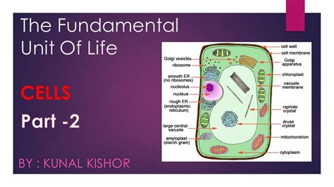 The Fundamental Unit Of Life CELL Part 2 Biology By Kunal Kishor