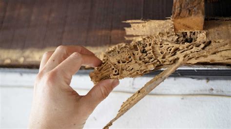 Are Termites Harmful To Humans And How Do They Affect Our Health