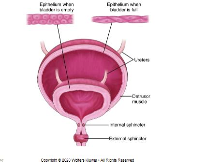 Patho Chapter Disorders Of The Bladder And Lower Urinary Tract