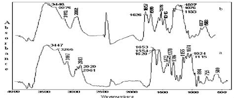 Ftir Spectra Of A Chitin And B Chitosan Download Scientific Diagram