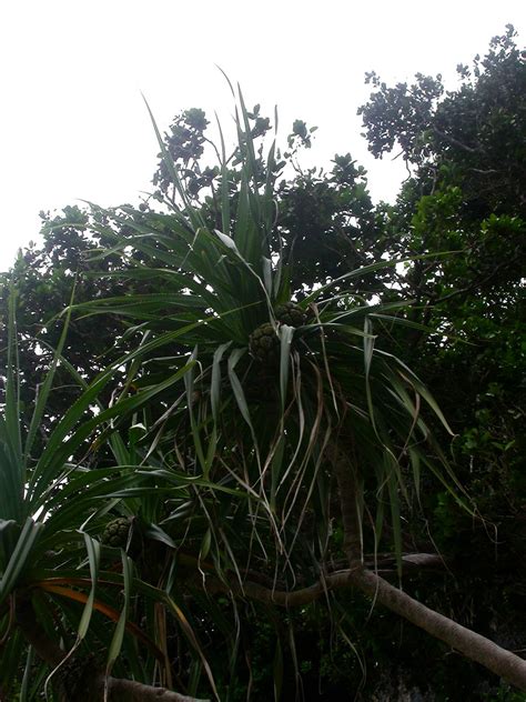 Pandanus Odorifer Pandanaceae Image At Phytoimages Siu Edu