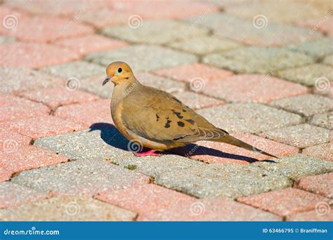 Pomba Que Anda Em Pavers Imagem De Stock Imagem De Liberdade