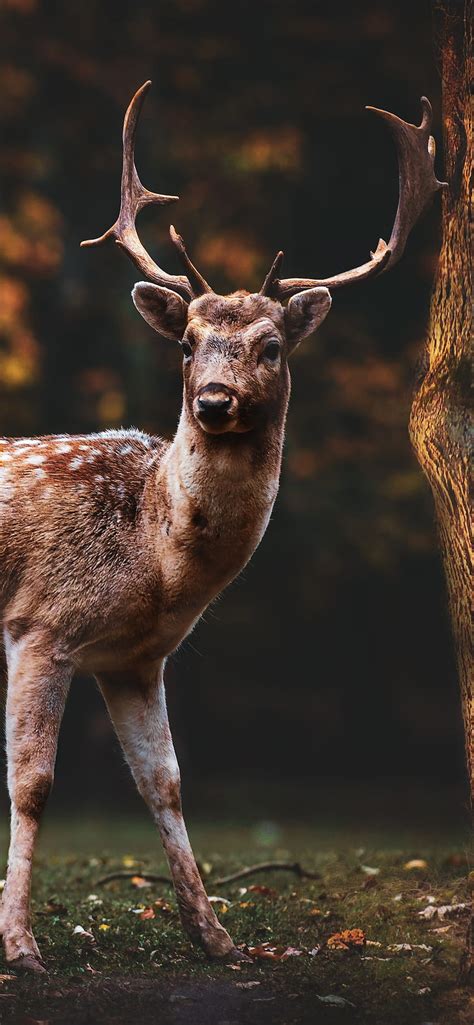 Fallow deer , Squirrel, Bird, Trees, Forest, Autumn, , Animals HD phone ...