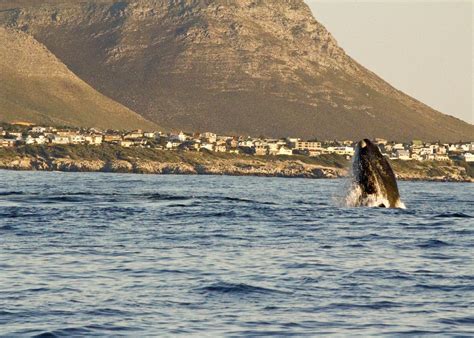 Visit Hermanus On A Trip To South Africa Audley Travel