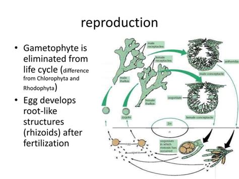 Chapter 7 multicellular plants