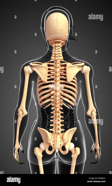 Illustration of human skeleton back view Stock Photo - Alamy